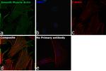 Alpha-Smooth Muscle Actin Antibody in Immunocytochemistry (ICC/IF)