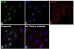 G6PD Antibody in Immunocytochemistry (ICC/IF)