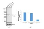 G6PD Antibody in Western Blot (WB)