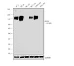 DOG-1 Antibody in Western Blot (WB)