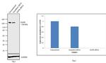 EGFR Antibody in Western Blot (WB)