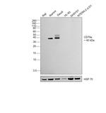 CD79a Antibody in Western Blot (WB)
