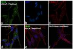 CD10 Antibody in Immunocytochemistry (ICC/IF)