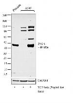 PAI1 Antibody