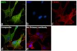 SKP1 Antibody in Immunocytochemistry (ICC/IF)