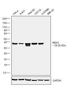 MEK3 Antibody