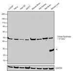 Citrate Synthase Antibody in Western Blot (WB)