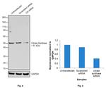 Citrate Synthase Antibody in Western Blot (WB)