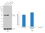 MCT1 Antibody in Western Blot (WB)