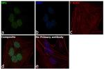 HP1 beta Antibody in Immunocytochemistry (ICC/IF)