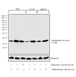 H3K9ac Antibody