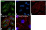 GP130 Antibody in Immunocytochemistry (ICC/IF)