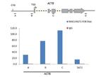 H3K36ac Antibody