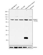 Kindlin 2 Antibody in Western Blot (WB)