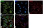 HSPB8 Antibody in Immunocytochemistry (ICC/IF)