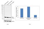 Profilin 1 Antibody in Western Blot (WB)