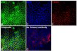 KHK Antibody in Immunocytochemistry (ICC/IF)