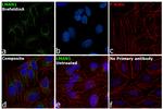 LMAN1 Antibody in Immunocytochemistry (ICC/IF)