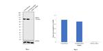 DNM1L Antibody