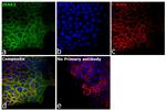 IRAK2 Antibody in Immunocytochemistry (ICC/IF)