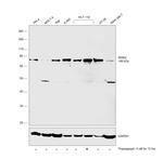 IRAK2 Antibody in Western Blot (WB)