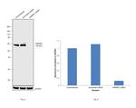 hnRNP L Antibody in Western Blot (WB)