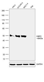 CtBP2 Antibody