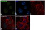 PPAR delta Antibody in Immunocytochemistry (ICC/IF)