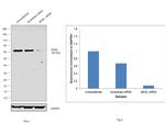 N-WASP Antibody in Western Blot (WB)