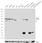 N-WASP Antibody in Western Blot (WB)