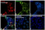 HA tag Antibody in Immunocytochemistry (ICC/IF)