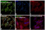 Neuroligin 1 Antibody