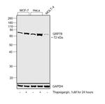 GRP78 Antibody