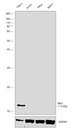 IBA1 Antibody in Western Blot (WB)