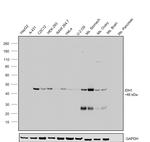 IDH1 Antibody in Western Blot (WB)