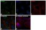 Dicer Antibody in Immunocytochemistry (ICC/IF)