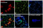 HA Tag Antibody in Immunocytochemistry (ICC/IF)