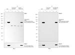 HA Tag Antibody in Immunoprecipitation (IP)