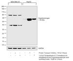 Angiotensinogen Antibody