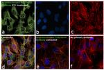 Angiotensinogen Antibody in Immunocytochemistry (ICC/IF)