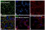 CD31 Antibody