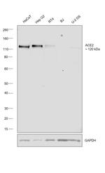 ACE2 Antibody in Western Blot (WB)