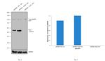 PAX3 Antibody