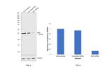 BAD Antibody in Western Blot (WB)