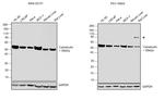 Calreticulin Antibody