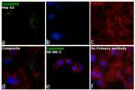 Lysozyme Antibody in Immunocytochemistry (ICC/IF)