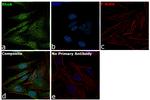 RhoA Antibody in Immunocytochemistry (ICC/IF)