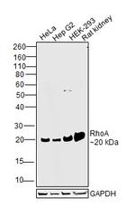 RhoA Antibody in Western Blot (WB)