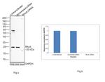 RhoA Antibody in Western Blot (WB)