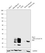 MUC1 Antibody in Western Blot (WB)